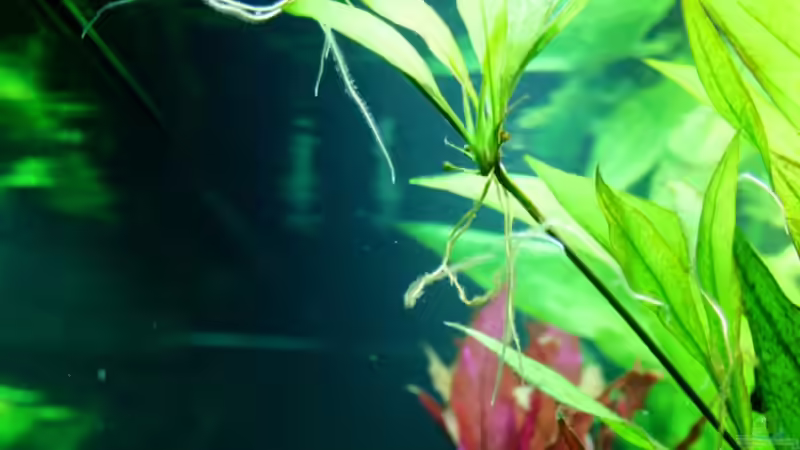 Pflanzen im Aquarium Villa Kunterbunt von Sue (26)