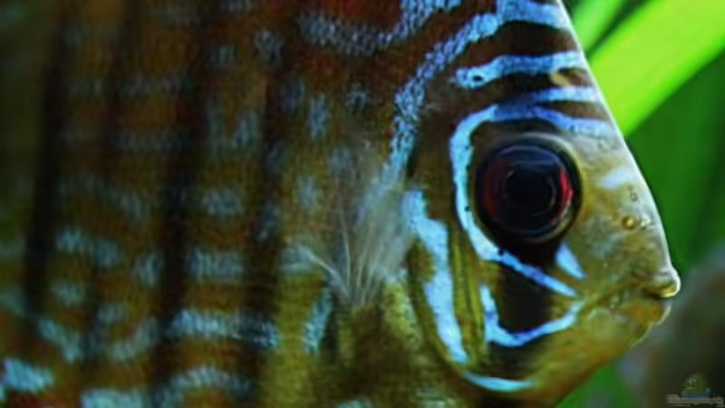 Pflanzen im Aquarium Villa Kunterbunt von Sue (28)