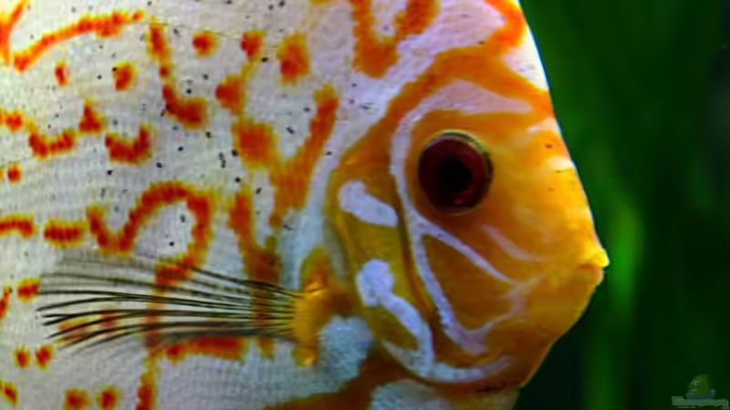 Pflanzen im Aquarium Villa Kunterbunt von Sue (29)