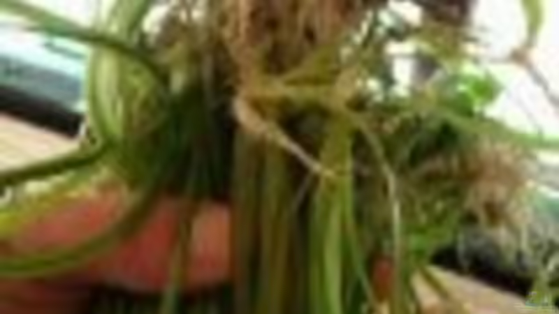 Pflanzen im Aquarium vision 450 von Marko Miedl (2)