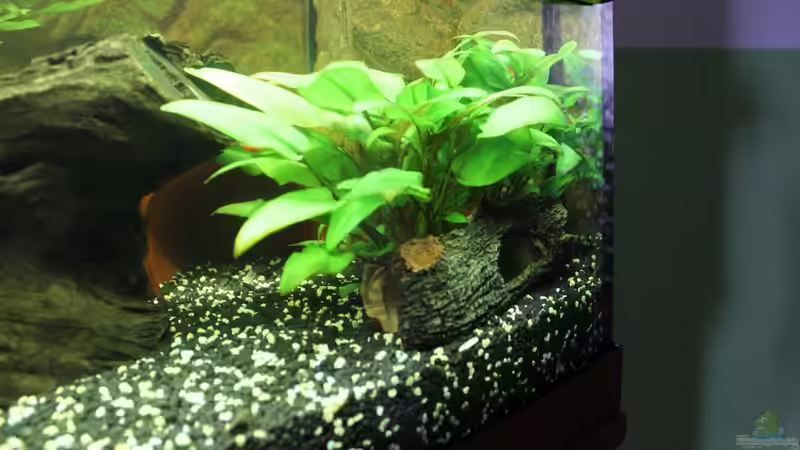 Pflanzen im Aquarium Vision Becken von Felge (20)