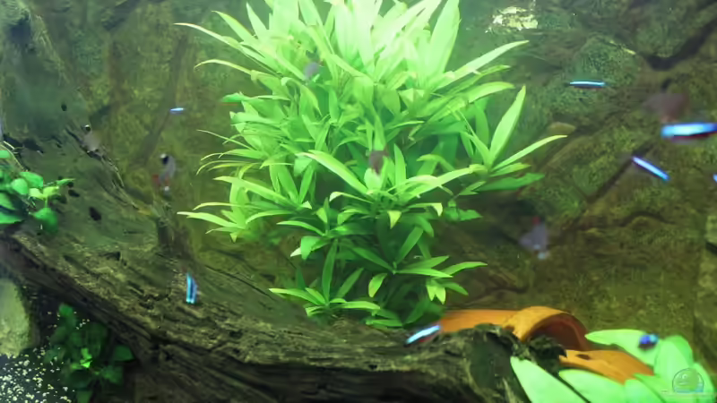 Pflanzen im Aquarium Vision Becken von Felge (21)