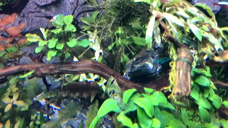 Pflanzen im Aquarium Vom Dschungel zum Iwagumi von Vancouver2010 (103)