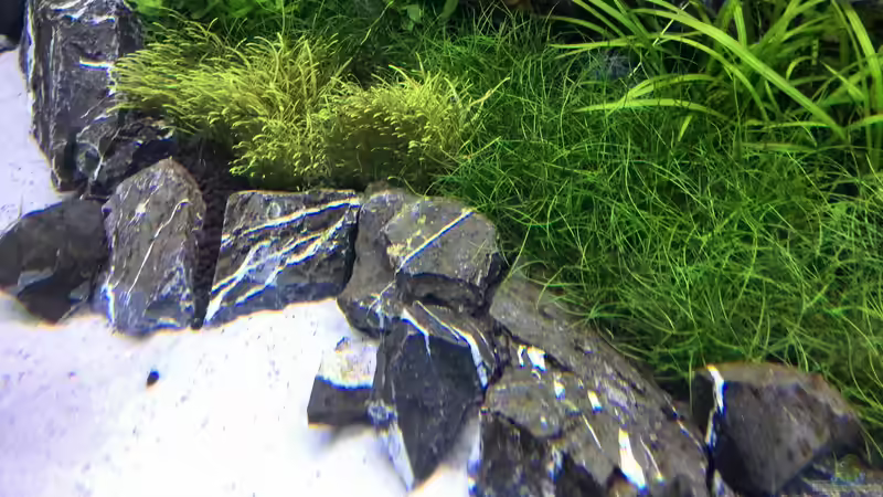 Pflanzen im Aquarium Vom Dschungel zum Iwagumi von Vancouver2010 (104)