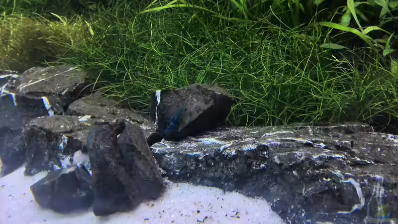 Pflanzen im Aquarium Vom Dschungel zum Iwagumi von Vancouver2010 (105)