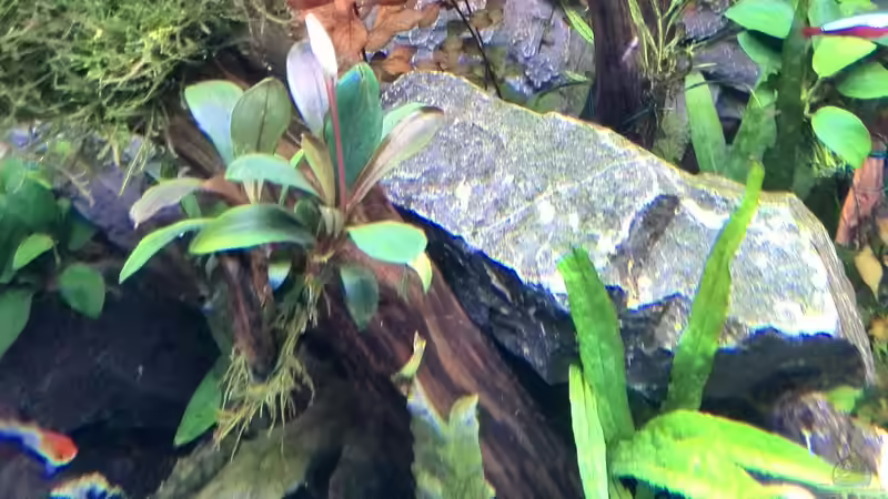 Pflanzen im Aquarium Vom Dschungel zum Iwagumi von Vancouver2010 (106)