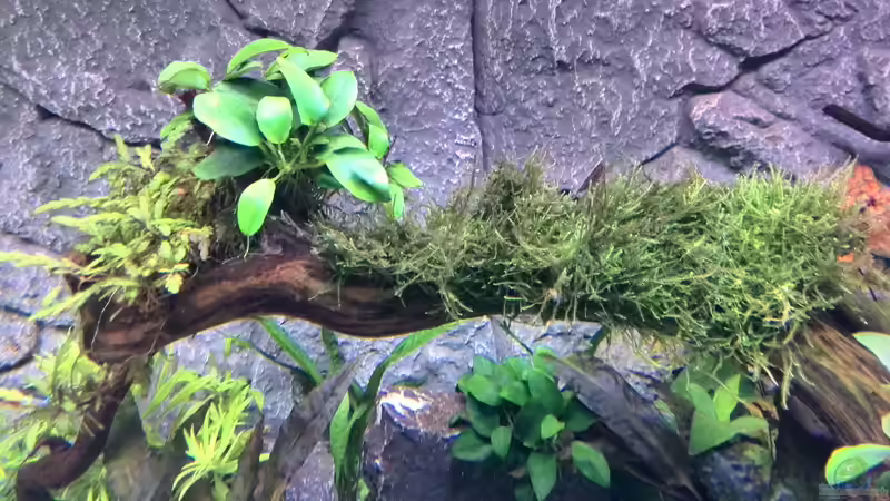 Pflanzen im Aquarium Vom Dschungel zum Iwagumi von Vancouver2010 (107)