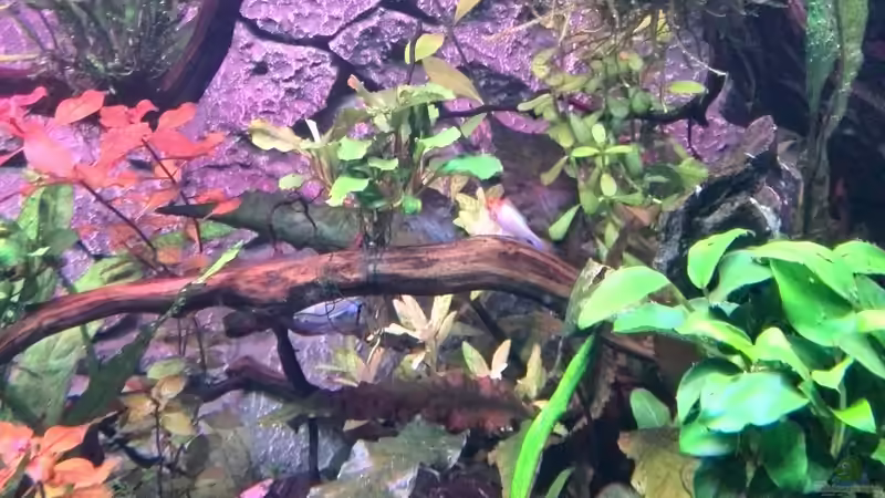 Pflanzen im Aquarium Vom Dschungel zum Iwagumi von Vancouver2010 (108)