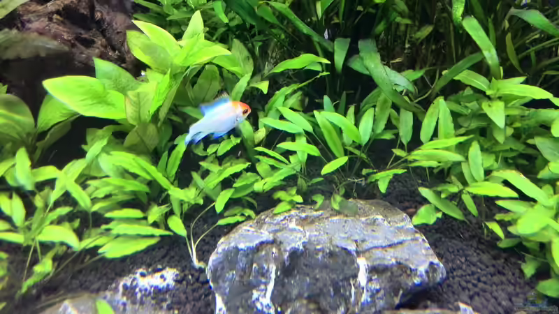 Pflanzen im Aquarium Vom Dschungel zum Iwagumi von Vancouver2010 (109)