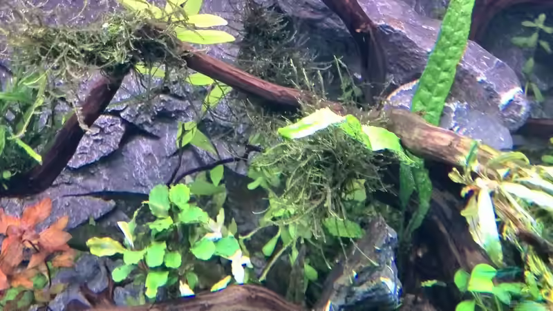 Pflanzen im Aquarium Vom Dschungel zum Iwagumi von Vancouver2010 (110)