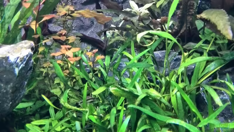 Pflanzen im Aquarium Vom Dschungel zum Iwagumi von Vancouver2010 (111)