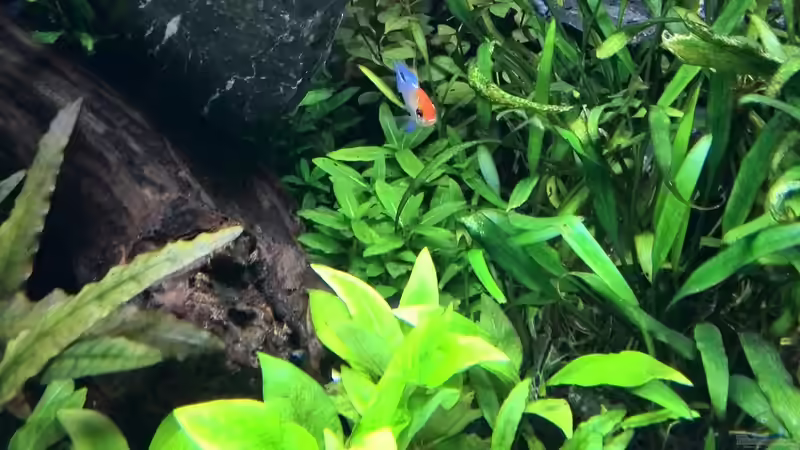 Pflanzen im Aquarium Vom Dschungel zum Iwagumi von Vancouver2010 (112)