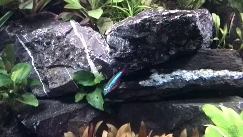 Pflanzen im Aquarium Vom Dschungel zum Iwagumi von Vancouver2010 (113)