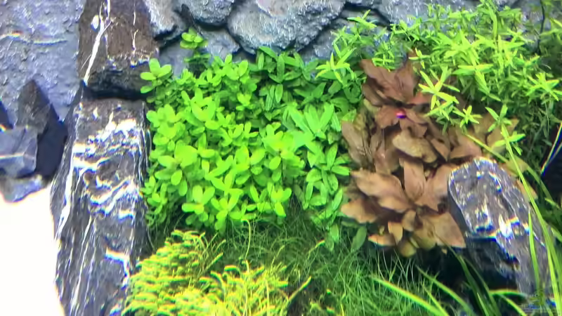 Pflanzen im Aquarium Vom Dschungel zum Iwagumi von Vancouver2010 (114)