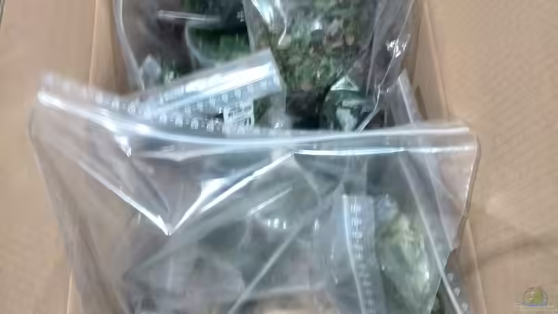 Pflanzen im Aquarium Vom Dschungel zum Iwagumi von Vancouver2010 (67)