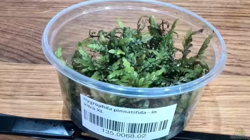 Pflanzen im Aquarium Vom Dschungel zum Iwagumi von Vancouver2010 (68)