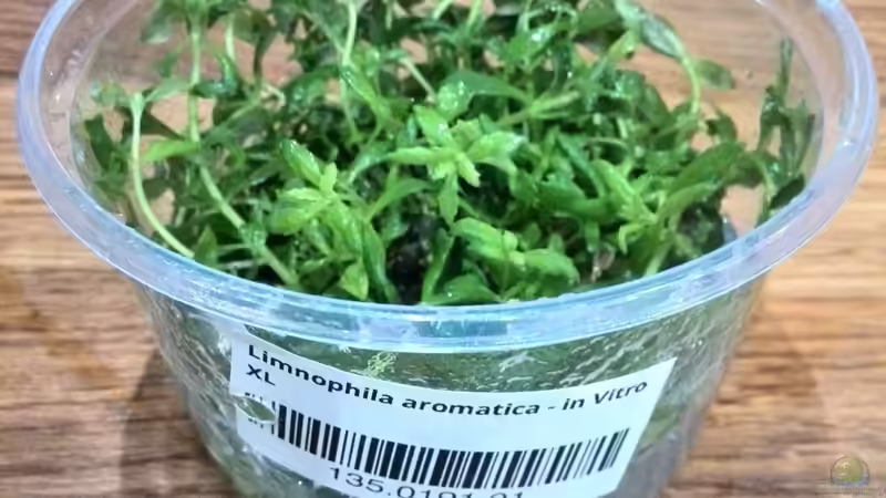 Pflanzen im Aquarium Vom Dschungel zum Iwagumi von Vancouver2010 (69)