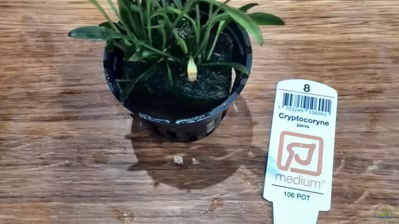 Pflanzen im Aquarium Vom Dschungel zum Iwagumi von Vancouver2010 (70)