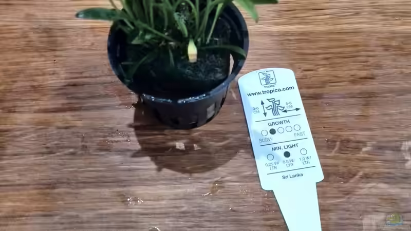 Pflanzen im Aquarium Vom Dschungel zum Iwagumi von Vancouver2010 (71)