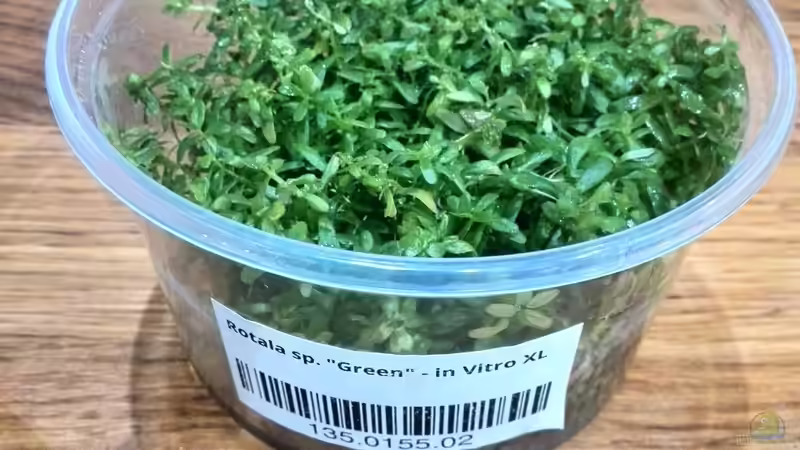 Pflanzen im Aquarium Vom Dschungel zum Iwagumi von Vancouver2010 (72)