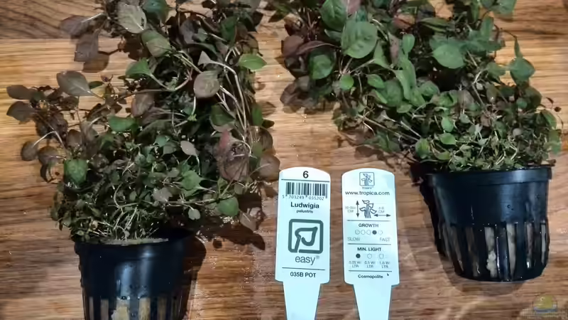 Pflanzen im Aquarium Vom Dschungel zum Iwagumi von Vancouver2010 (73)