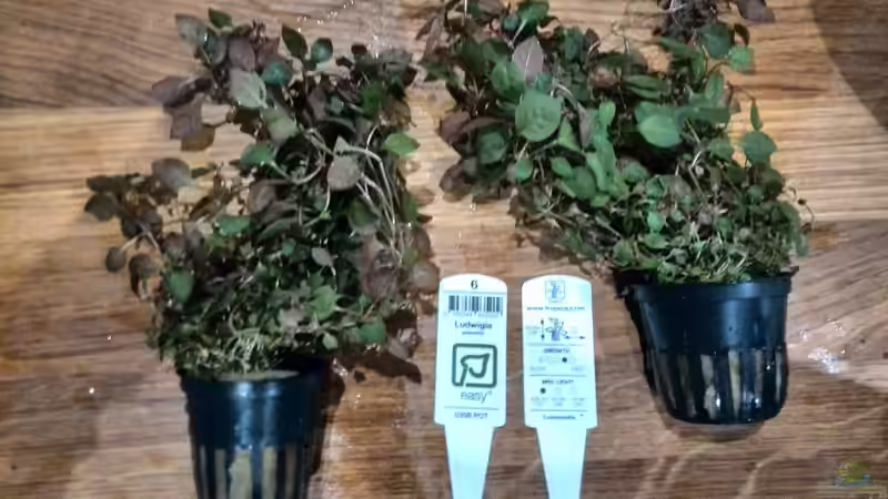 Pflanzen im Aquarium Vom Dschungel zum Iwagumi von Vancouver2010 (74)