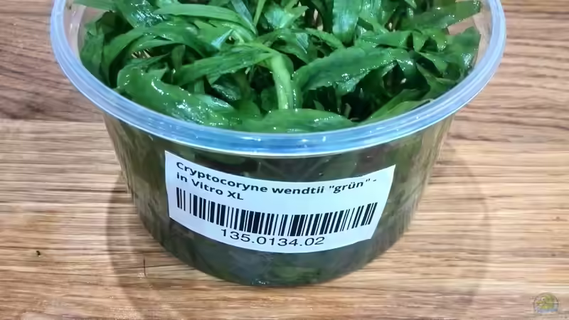 Pflanzen im Aquarium Vom Dschungel zum Iwagumi von Vancouver2010 (76)