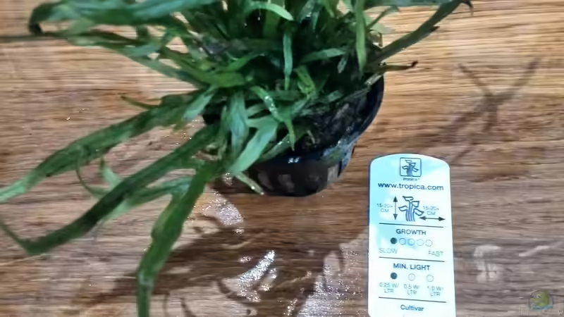 Pflanzen im Aquarium Vom Dschungel zum Iwagumi von Vancouver2010 (78)