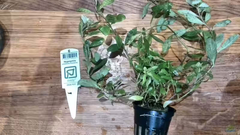 Pflanzen im Aquarium Vom Dschungel zum Iwagumi von Vancouver2010 (79)