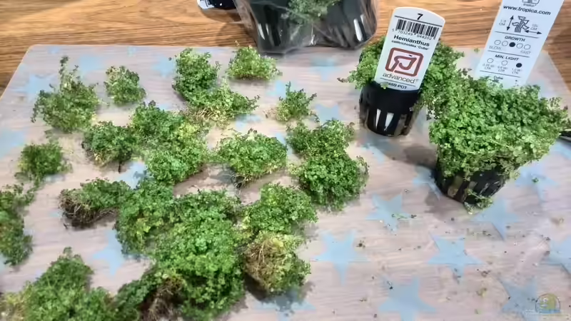 Pflanzen im Aquarium Vom Dschungel zum Iwagumi von Vancouver2010 (80)