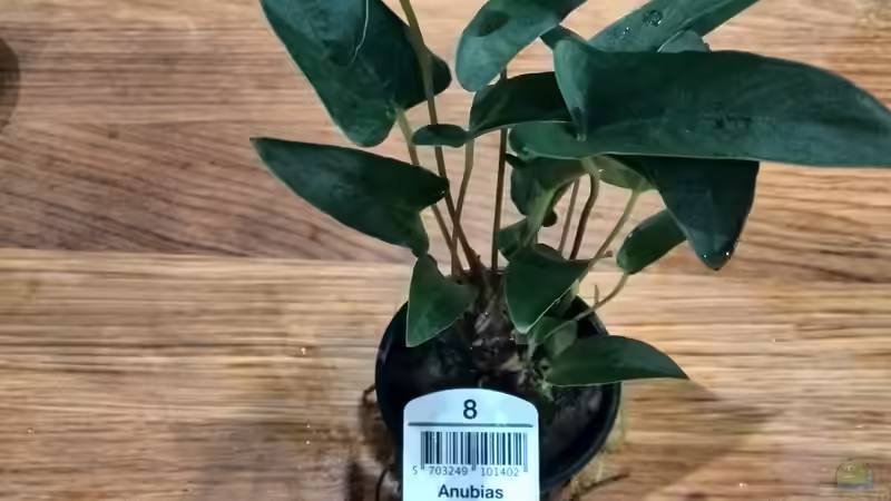 Pflanzen im Aquarium Vom Dschungel zum Iwagumi von Vancouver2010 (81)