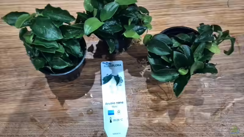 Pflanzen im Aquarium Vom Dschungel zum Iwagumi von Vancouver2010 (82)