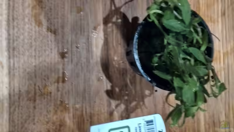 Pflanzen im Aquarium Vom Dschungel zum Iwagumi von Vancouver2010 (84)