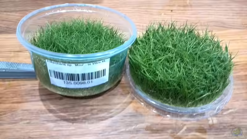 Pflanzen im Aquarium Vom Dschungel zum Iwagumi von Vancouver2010 (85)