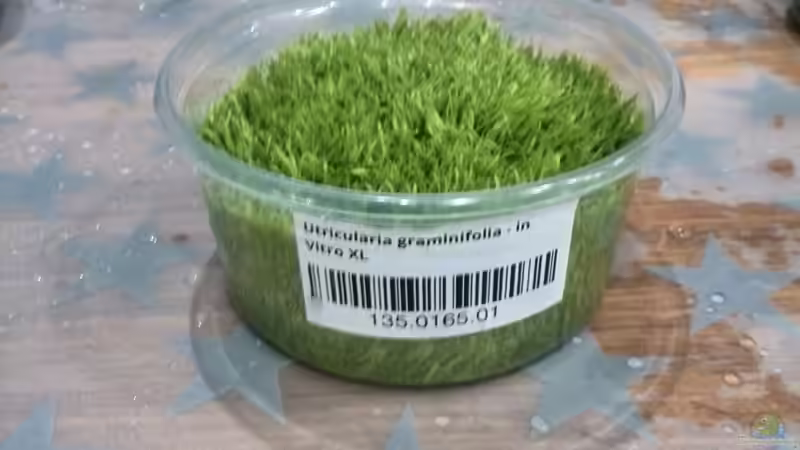 Pflanzen im Aquarium Vom Dschungel zum Iwagumi von Vancouver2010 (86)