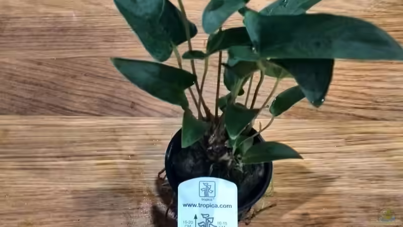 Pflanzen im Aquarium Vom Dschungel zum Iwagumi von Vancouver2010 (87)