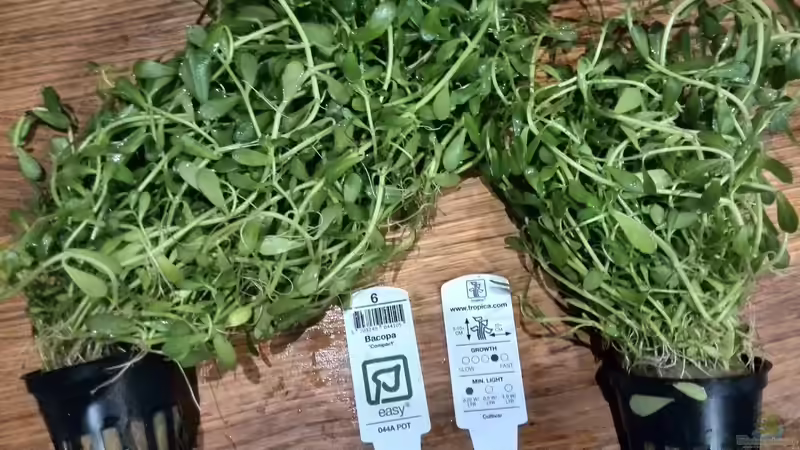 Pflanzen im Aquarium Vom Dschungel zum Iwagumi von Vancouver2010 (89)