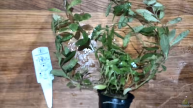 Pflanzen im Aquarium Vom Dschungel zum Iwagumi von Vancouver2010 (90)