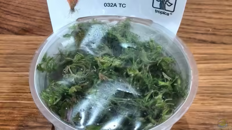 Pflanzen im Aquarium Vom Dschungel zum Iwagumi von Vancouver2010 (91)