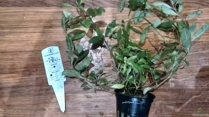 Pflanzen im Aquarium Vom Dschungel zum Iwagumi von Vancouver2010 (92)