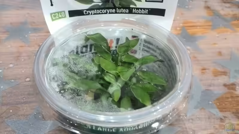 Pflanzen im Aquarium Vom Dschungel zum Iwagumi von Vancouver2010 (93)