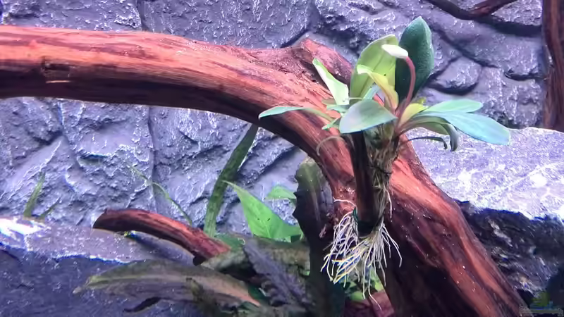 Pflanzen im Aquarium Vom Dschungel zum Iwagumi von Vancouver2010 (95)