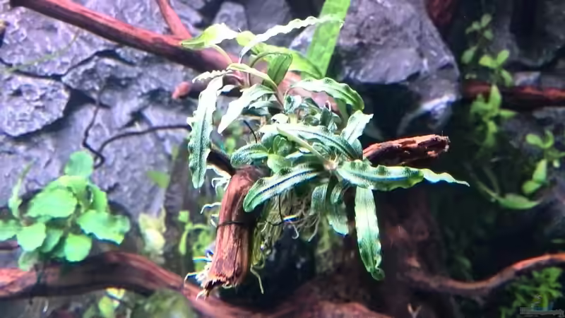 Pflanzen im Aquarium Vom Dschungel zum Iwagumi von Vancouver2010 (96)