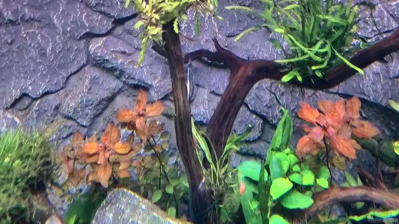Pflanzen im Aquarium Vom Dschungel zum Iwagumi von Vancouver2010 (97)
