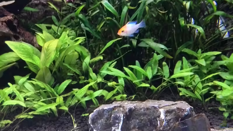 Pflanzen im Aquarium Vom Dschungel zum Iwagumi von Vancouver2010 (98)