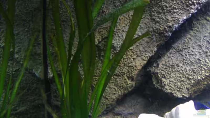 Pflanzen im Aquarium Walhall von T H O R (10)