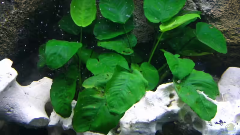 Pflanzen im Aquarium Walhall von T H O R (11)