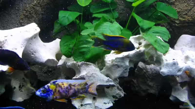 Pflanzen im Aquarium Walhall von T H O R (13)