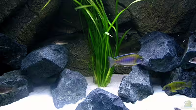 Pflanzen im Aquarium Walhall von T H O R (15)