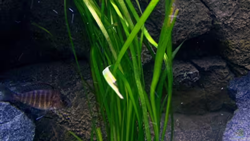 Pflanzen im Aquarium Walhall von T H O R (16)